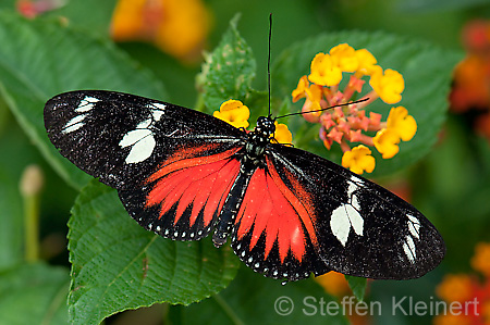 258 Doris-Falter - Heliconius doris